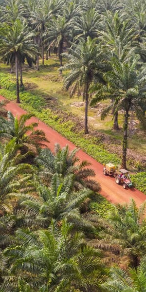 how-to-become-rspo-certified